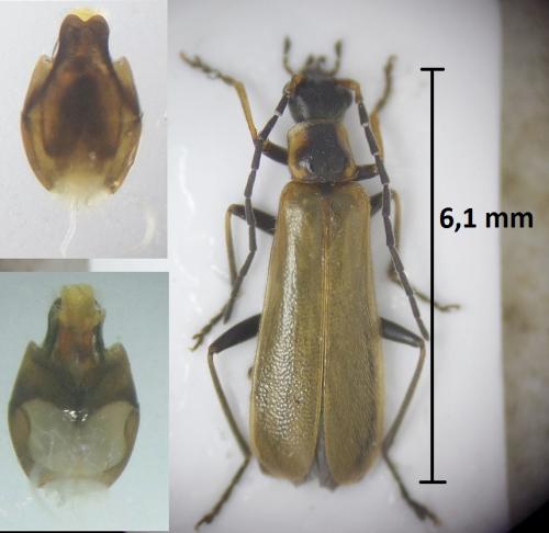 Rhagonycha nigriventris